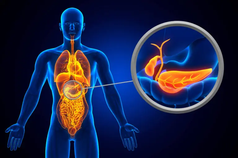 The gallbladder and its duct system