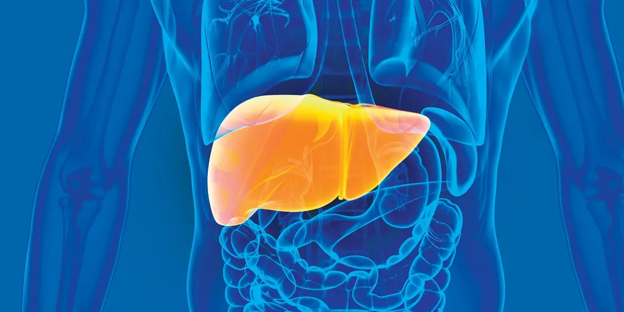 Illustration of the hepatitis B virus and its effect on the liver