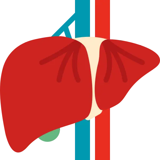 liver