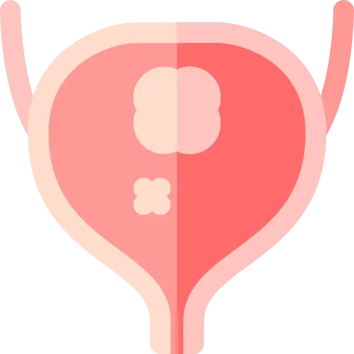 bladder