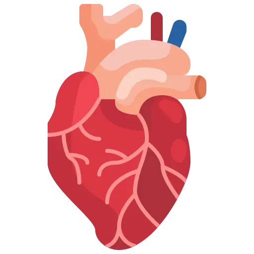 heart