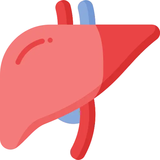 liver