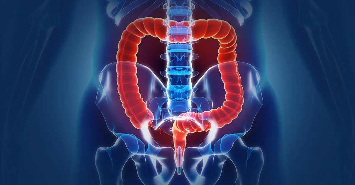 Anatomy of the large intestine and anal canal
